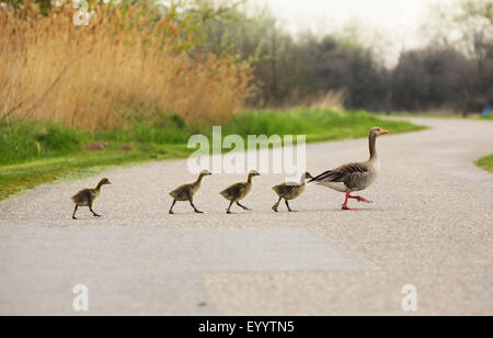 Oie cendrée (Anser anser) oie cendrée, avec les poussins de traverser une rue, Autriche Banque D'Images