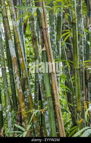 Forêt de bambou de Wildlife Sanctuary Sa Morakot, Thaïlande Banque D'Images