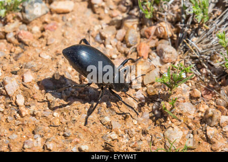 Pinacate Coléoptères, stinkbugs (Eleodes spec.), en posture de défense, USA, Arizona, broussailles Banque D'Images