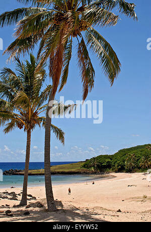 Cocotier (Cocos nucifera), de palmiers sur une plage de sable, le Chili, l'Osterinseln Banque D'Images