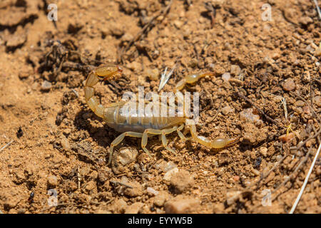 Stripe-tailed Scorpion (cf. Hoffmannius spinigerus), dispositifs de défense, USA, Arizona Sonora, Banque D'Images