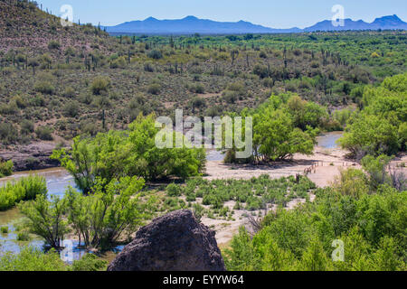 Saguaro au bord d'une plaine inondable de la rivière, bande verte à travers le désert de Sonora, USA, Arizona, Verde River Banque D'Images