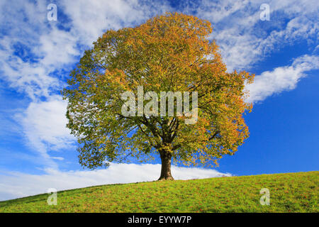 Le tilleul, Tilleul, tilleul (Tilia spec.), dans un pré au soleil, la Suisse, l'Emmental Banque D'Images