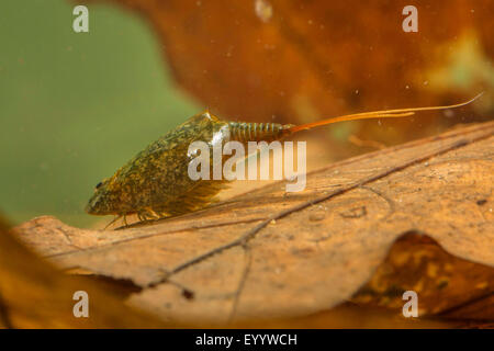 La crevette (têtards, Lepidurus apus Lepidurus lubbocki, Lepidurus productus, Lepidurus apus lubbocki), sur les feuilles tombées sous l'eau Banque D'Images