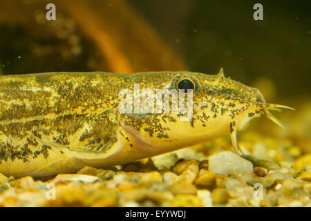 Loach pierre (Noemacheilus Barbatula barbatula, barbulatus, Nemacheilus barbatulus), portrait Banque D'Images