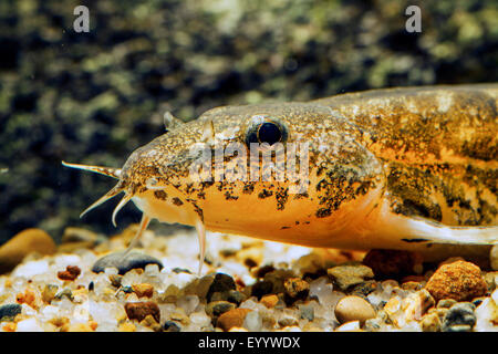 Loach pierre (Noemacheilus Barbatula barbatula, barbulatus, Nemacheilus barbatulus), portrait Banque D'Images