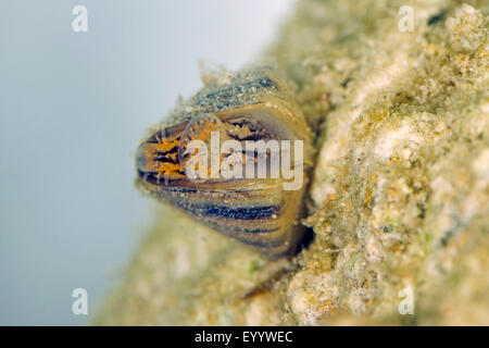 La moule zébrée, Dreissena, en forme de nombreux mulette (Dreissena polymorpha), détail, la respiration et le cloaque siphon Banque D'Images