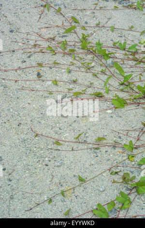 Les tendriles verts de Bindweed (Calystegia sp.) rampant sur le sol. Surcultivé par le concept de mauvaises herbes, dépassé par les mauvaises herbes, les mauvaises herbes qui poussent sur le chemin. Banque D'Images