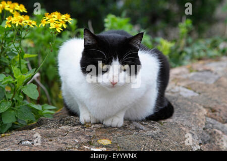 Chat domestique, le chat domestique (Felis silvestris catus) f., noir et blanc chat tacheté allongé sur un mur dans le jardin, Espagne, Baléares, Majorque Banque D'Images
