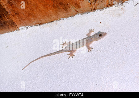 Maison de l'Afrique (gecko Hemidactylus mercatorius), est assis sur un mur, Madagascar, Ankifi Banque D'Images