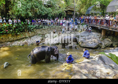 L'éléphant d'Asie, l'éléphant d'Asie (Elephas maximus), gardiens mahout echelle leurs éléphants d'Asie dans le Maesa Elephant Camp, Chiang Mai, Thaïlande, Maesa Elephant Camp Banque D'Images