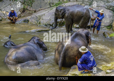 L'éléphant d'Asie, l'éléphant d'Asie (Elephas maximus), gardiens mahout echelle leurs éléphants d'Asie dans le Maesa Elephant Camp, Chiang Mai, Thaïlande, Maesa Elephant Camp Banque D'Images