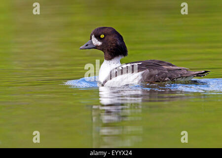 Garrot d'Islande (Bucephala islandica), les jeunes avec Drake, l'Islande, en plumage nuptial Nordurland Eystra Banque D'Images