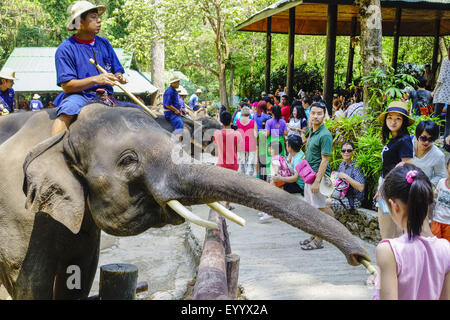 L'éléphant d'Asie, l'éléphant d'Asie (Elephas maximus), mahout gardiens à un spectacle avec leurs éléphants d'Asie dans le Maesa Elephant Camp, Chiang Mai, Thaïlande, Maesa Elephant Camp Banque D'Images