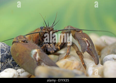 L'écrevisse signal (Pacifastacus leniusculus), portrait de l'homme, Allemagne, Bavière Banque D'Images