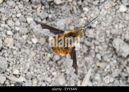 Grand bee-fly (Bombylius major), femme au repos dans le sol sablonneux, l'Allemagne, la Bavière Banque D'Images