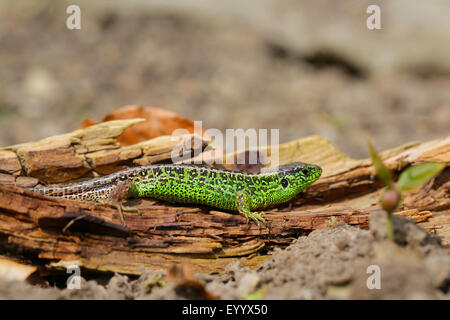 Sand lizard (Lacerta agilis), homme de soleil sur une racine, l'Allemagne, la Bavière Banque D'Images