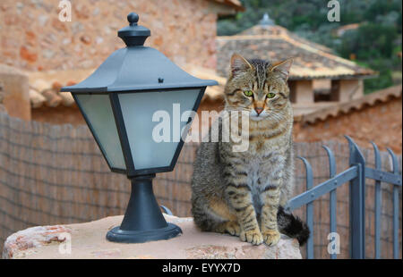 Chat domestique, le chat domestique (Felis silvestris catus). f, striped cat assis sur un mur à côté d'une lanterne, Espagne, Baléares, Majorque Banque D'Images