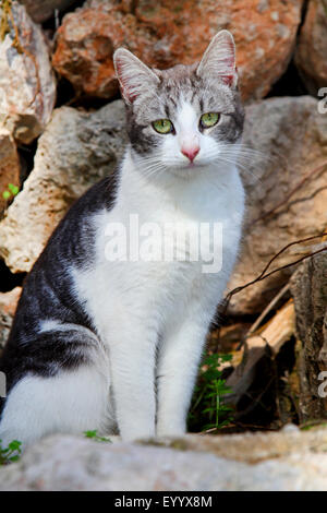 Chat domestique, le chat domestique (Felis silvestris catus). f, gris et blanc aux yeux verts assis devant un mur de pierre, l'Espagne, Baléares, Majorque Banque D'Images