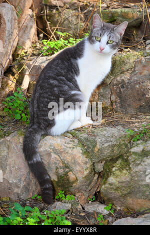 Chat domestique, le chat domestique (Felis silvestris catus). f, gris et blanc aux yeux verts assise sur un escalier, Espagne, Baléares, Majorque Banque D'Images