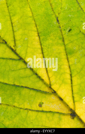 L'érable sycomore, grand érable (Acer pseudoplatanus), détail d'une feuille d'automne, une grande feuille d'érable, Allemagne, Rhénanie du Nord-Westphalie Banque D'Images