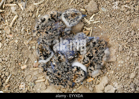 Le nord de sociable (Vanellus vanellus), juste les poussins éclos dans le creux du nid vide sur acre, Allemagne, Bavière, Atting Banque D'Images