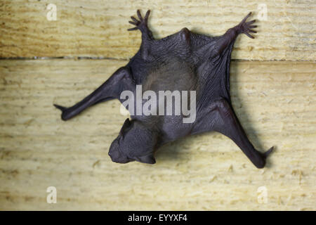 Noctule (Nyctalus noctula), d'une semaine jeune animal le scoutisme une bat fort, l'Allemagne, la Bavière Banque D'Images