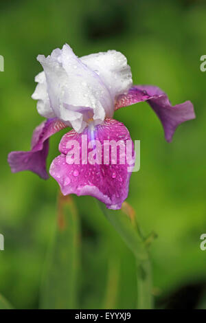 Iris de jardin, l'allemand, l'iris iris, fleur de lis (iris germanica), fleur avec des gouttes de pluie Banque D'Images