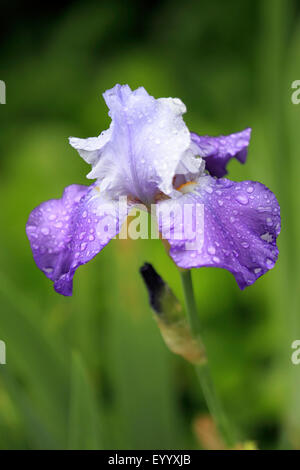Iris de jardin, l'allemand, l'iris iris, fleur de lis (iris germanica), fleur avec des gouttes de pluie Banque D'Images
