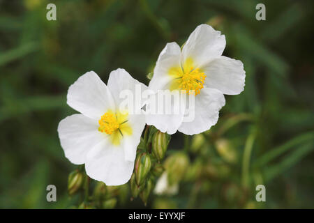 Rock Rose, sun rose (Helianthemum croceum), avec des fleurs blanches Banque D'Images