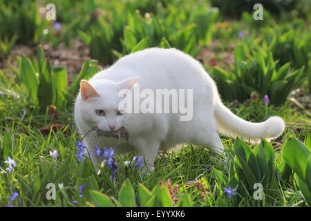 Chat domestique, le chat domestique (Felis silvestris catus). f, chat blanc dans le jardin avec la souris capturées dans la bouche, Allemagne Banque D'Images