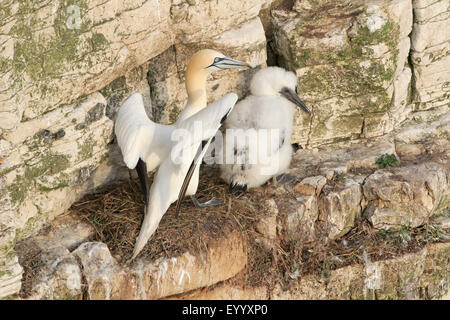 Bassan adultes avec poussin bien développé sur leur nid au rebord de la réserve RSPB Bempton Banque D'Images