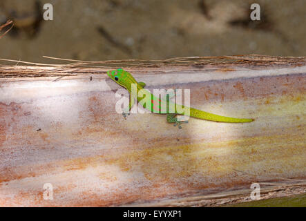 Gold Dust day gecko (Phelsuma laticauda), sur un tronc d'arbre, Madagascar, Nosy Be, Lokobe Naturreservat Banque D'Images