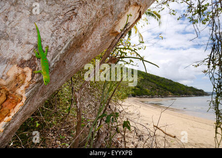 Gecko géant de Madagascar (Phelsuma madagascariensis jour grandis, Phelsuma grandis), sur un tronc d'arbre dans un paysage côtier, Madagascar, Nosy Be, Lokobe Reserva Banque D'Images