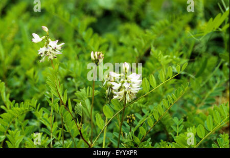 Astragale alpin (Astragalus alpinus), blooming, Allemagne Banque D'Images