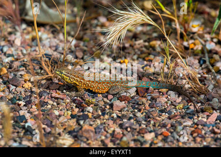 Lézard Sceloporus graciosus (armoise), homme de soleil, USA, Arizona, Boyce Thompson Arboretum Banque D'Images