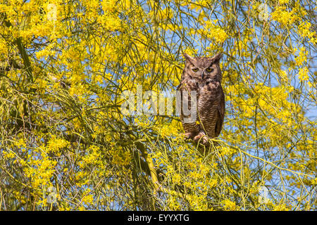 Grand-duc d'Amérique (Bubo virginianus), est assis sur la floraison des arbres Palo Verde, USA, Arizona, Phoenix Banque D'Images