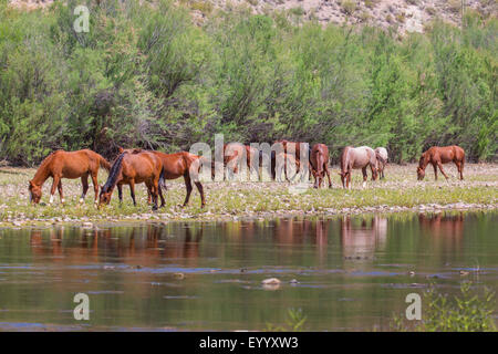 Cheval domestique (Equus caballus przewalskii. f), chevaux sauvages au pâturage river shore, USA, Arizona, Rivière Salée Banque D'Images