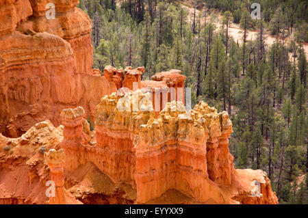 Détail de l'Amphithéâtre de Bryce Canyon, USA, Utah, le Parc National de Bryce Canyon Banque D'Images