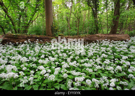 Ramsons, buckrams, ail sauvage, l'ail des bois, ail des ours, ail des bois, ail des ours (Allium ursinum), plaine forêt avec ramsons au printemps Banque D'Images