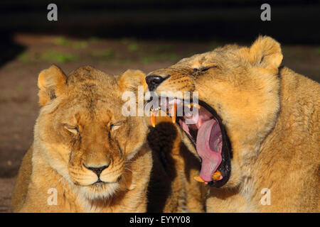 Lion d'Asie (Panthera leo persica), deux lionnes fatigué Banque D'Images