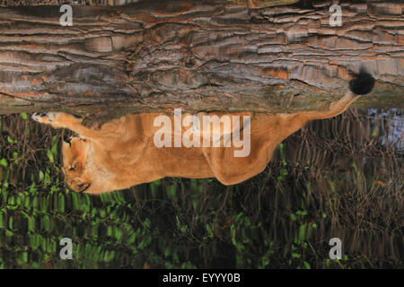 Lion d'Asie (Panthera leo persica), image miroir sur la surface de l'eau Banque D'Images