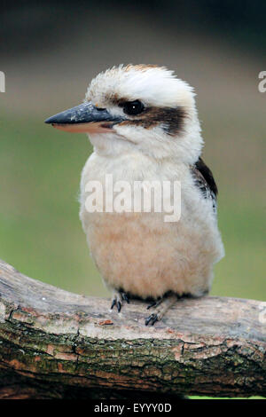 Laughing Kookaburra Dacelo novaeguineae) (, est assis sur une branche, l'Australie Banque D'Images