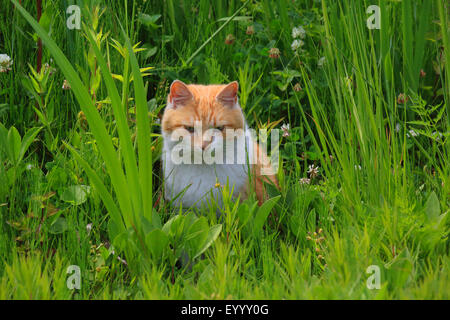 Chat domestique, le chat domestique (Felis silvestris catus), f. à la souris dans un pré, Allemagne Banque D'Images