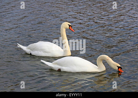 Mute swan (Cygnus olor), d'une couple, Allemagne Banque D'Images