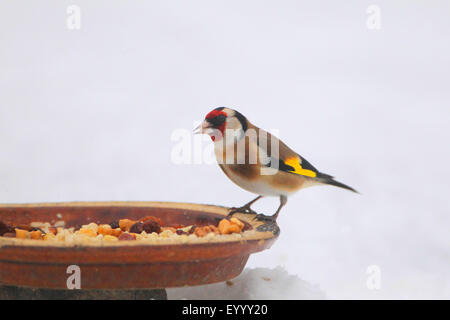 Eurasian goldfinch (Carduelis carduelis), nourrir les oiseaux en hiver, Allemagne Banque D'Images