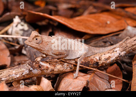 Feuille plaqué (caméléon Brookesia stumpfii), chez les feuilles tombées sur le sol, Madagascar, Nosy Be, Lokobe Reserva Banque D'Images