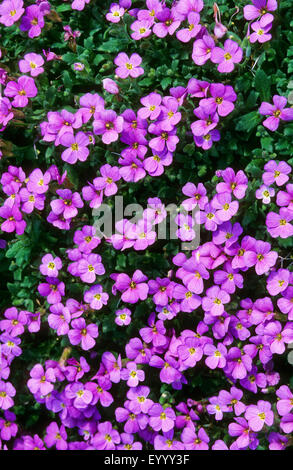 Purple rock cress (Aubrieta deltoidea), blooming Banque D'Images