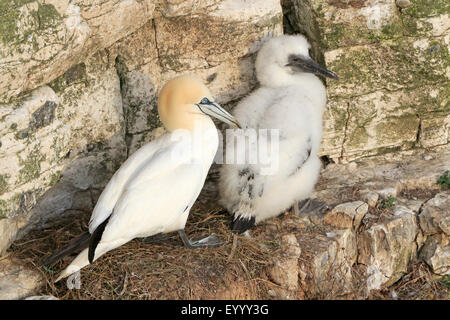 Bassan adultes avec poussin bien développé sur leur nid au rebord de la réserve RSPB Bempton Banque D'Images