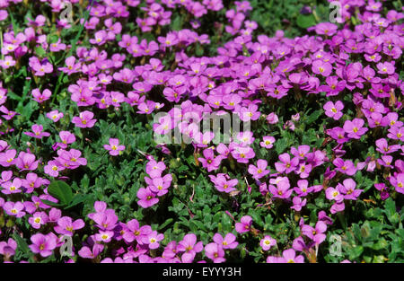 Purple rock cress (Aubrieta deltoidea), blooming Banque D'Images